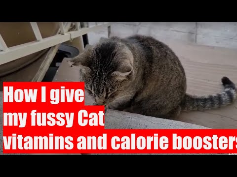 How I give my fussy cat vitamins and calorie boosters