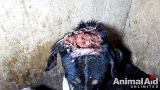 Big puppy's head split ear to ear saved