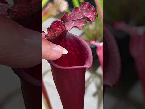 CARNIVOROUS PLANTS how they work - EATING FINGER #plants #insects #animals #cute #funny
