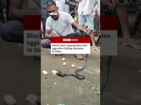 Black cobra regurgitates eggs after killing two chickens in India. #Snake #India #BBCNews