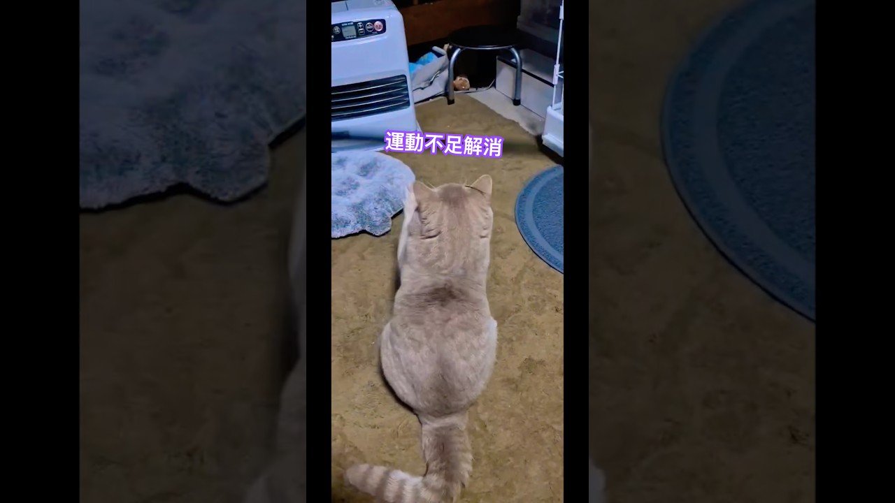 太り気味ニャンコのトレーニング #shorts #猫