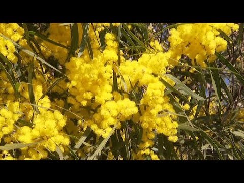 Growing Wattles