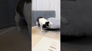 愛犬の探しみもの見つかったみたいです