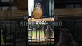 Download lagu Masteran Gacor! Wambi Mini vs Sikatan Londo, Bikin Burung Makin Ngotot tajam mp3 Download lagu Masteran Gacor! Wambi Mini vs Sikatan Londo, Bikin Burung Makin Ngotot tajam mp3