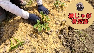 I removed the buds and weeded the autumn potatoes [Dejima] [Nishiyutaka] [Aimasari] [Potato] [Pic...