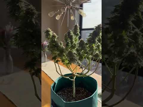 GROWING WEED IN CONDO🌱