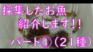 秋の思い出♬　採れたお魚たちの紹介動画☆彡　パート①