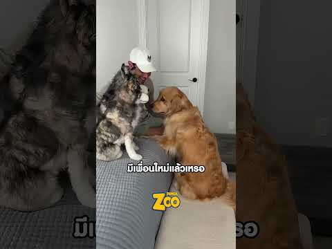เมื่อสุนัข3ตัวเจอ เพื่อนปลอม ครั้งแรก