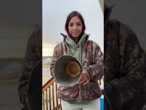 Old traditional moose call!