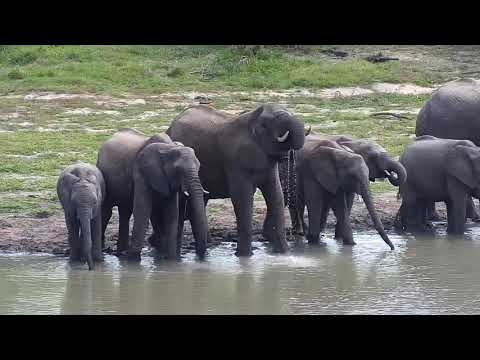 Djuma: Elephant herd with small ones get a quick drink - 08:33 - 11/13/20