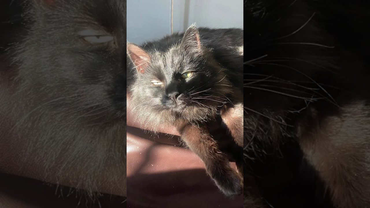 Enlarge Little Boy, a Adoptable Domestic Long Hair in Amherst, MA video 2/6