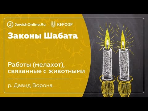 Законы Шабата. Урок 104: Работы (мелахот), связанные с животными