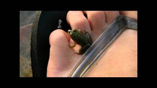 Faith and the Muse - Harai