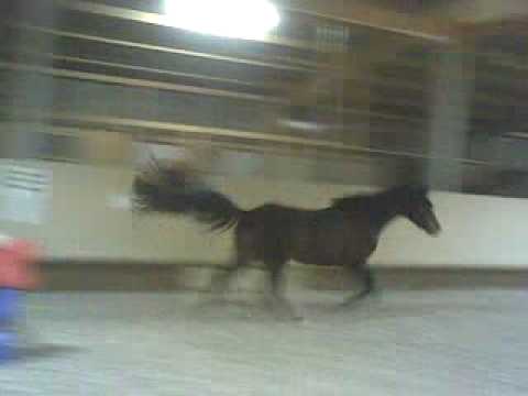 Hileira Freispringen 14.02.2010