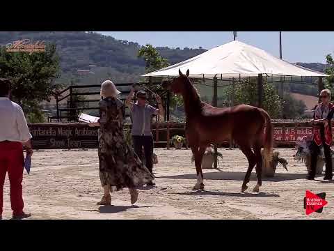 Aljassimya Farm Amateur Challenge - Halter Class Experienced - Fillies (Class 20A)
