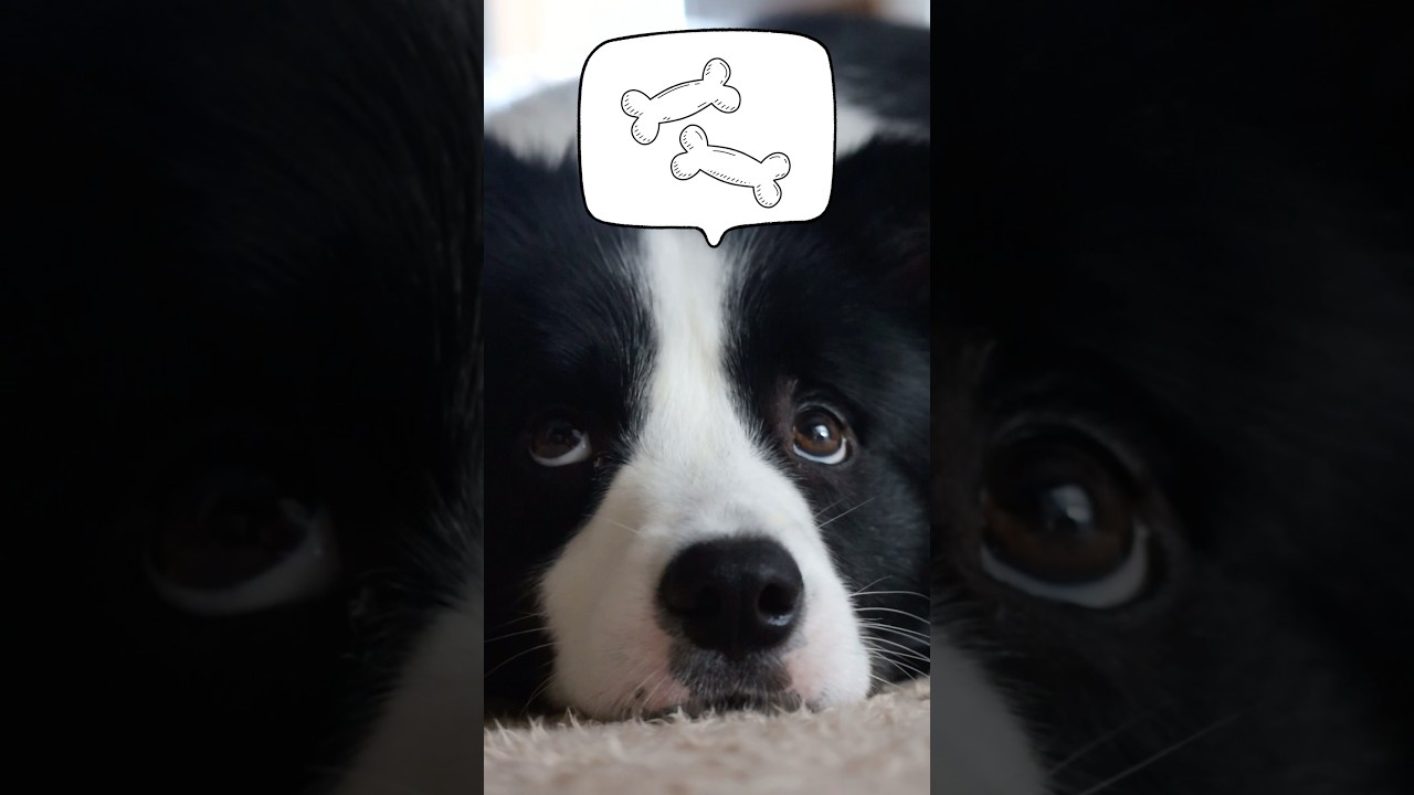 可愛いボーダーコリー‼︎お腹空いてるのかな？#かわいい #ボーダーコリー #shorts