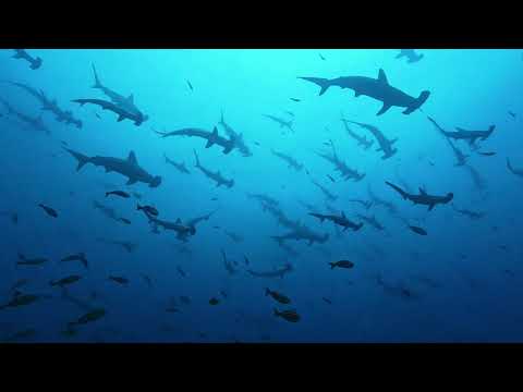 Hammerhead Shark Encounter - Cocos Island Costa Rica