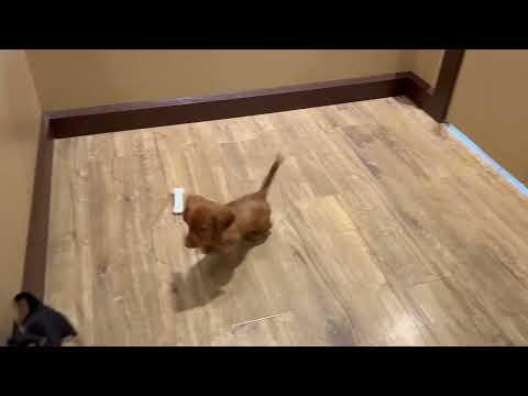 Chihuahua - 4816 video preview