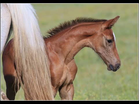 Bonny Star ST filly by Baloutaire PS - World Way - Clinton