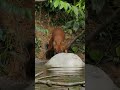 Dholes: Asia's Wild Dog Wonder