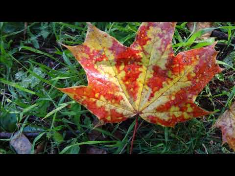 Herbst ist da / Autumn Comes - Karaoke für höhere Stimmlage (Tonart D-Moll)