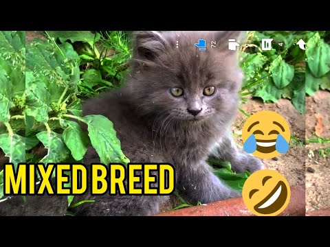 Funny moments😂😅Mixed breed kittens