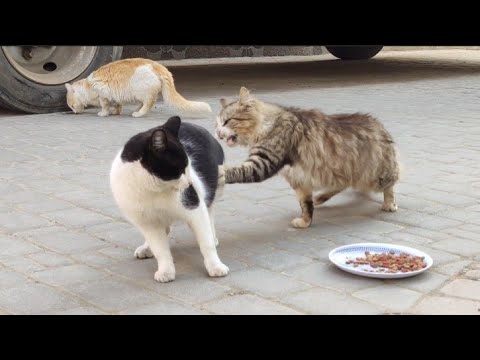 Thick-Haired Stray Cats Want To Mate With A Cute Stray Cat, Not Food.