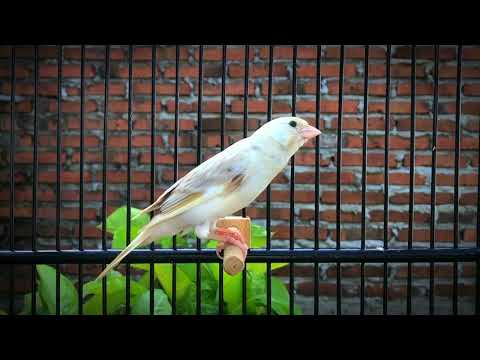 The ultimate canary singing video from a legend‼️Belgian Canary Singing