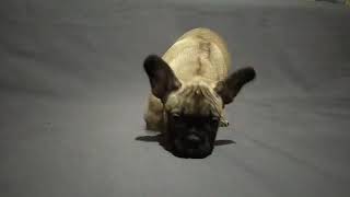 Video preview image #1 French Bulldog Puppy For Sale in KLEIN, TX, USA