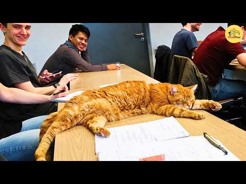 This Cat Left Home Every Day To Visit A University For 15 Years… And Nobody Understood Why