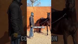 Scarin’Horses?Nope.This is Real Training.#animals #horse #shorts
