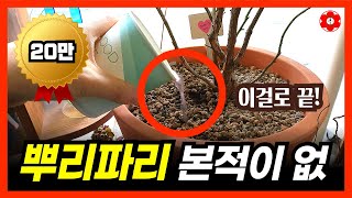 (농약, 과산화수소 아님) 아무리 많아도 이것만 하면 싹, 몇년 째 벌레를 못봤어요ㅣ뿌리파리 아무리 많아도 …