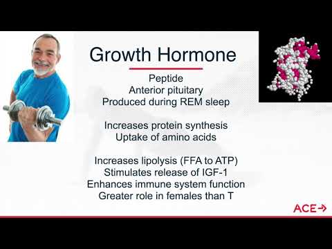 ACE CERTIFIED | Understanding the Impact of Growth Hormone & Insulin-like Growth Factor on Exercise