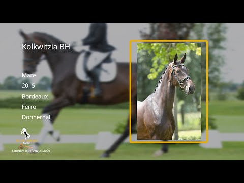 Kolkwitzia BH (Bordeaux x Ferro x Donnerhall) mare, 2015