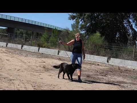 Vídeo de GUS