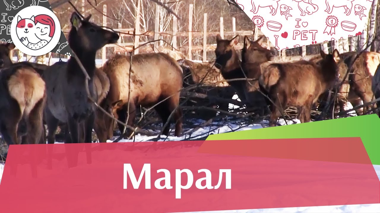 5 особенностей ухода за золотистым ретривером
