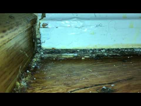 Ant Controlled and Eliminated in Lakewood, NJ