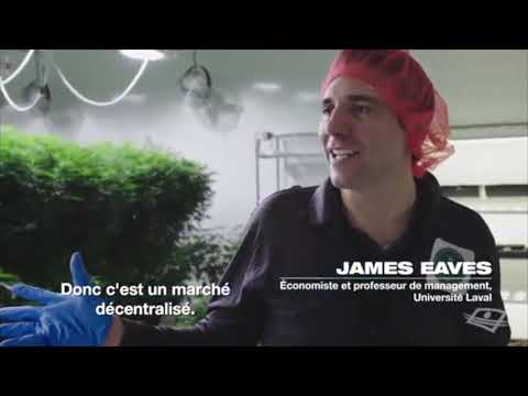 ZIPERA Ft DRAGON DAVY & TOMA - Bez ciśnień - REGGAE REMIX by Natural Mat'