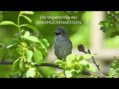 Die Vogelfamilie der Grasmückenartigen