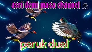 Download lagu MP3 peruk duel/bantiungan/common moorhen mp3 Download lagu MP3 peruk duel/bantiungan/common moorhen mp3