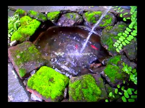 Naturalist Gold Fish Pond aka Kolam Ikan Mas Alami