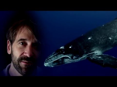 Freediving TV - Nik Linder - Freediving - was macht den Sport so attraktiv?