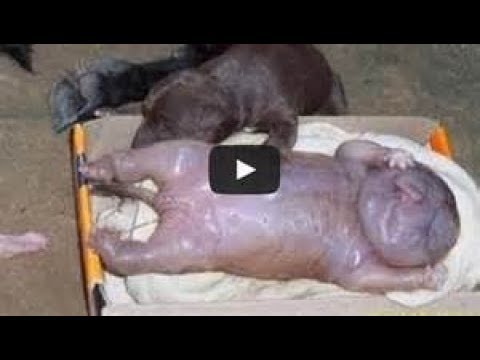 Breaking News Labs Mixing Human DNA Animal DNA 1 of 4 - Last days news prophecy