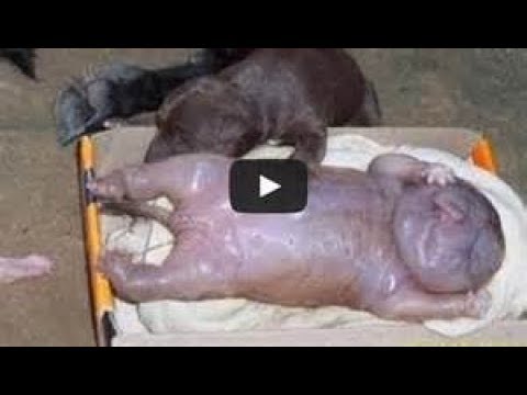 Breaking News Labs Mixing Human DNA Animal DNA 1 of 4 - Last days news prophecy Video