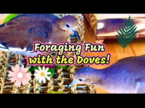 Foraging Fun with the Doves!❤️😊(Ideas for Pet Doves/Links in Description) #doves #birds #petbirds