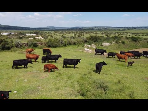 P256 The 2nd generation of Chameleon donor cows.