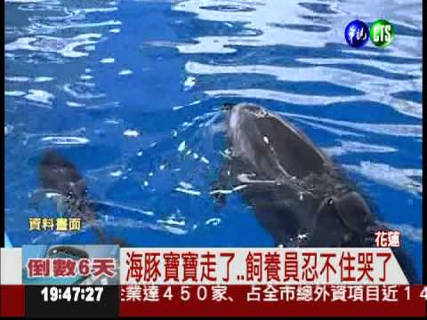 新手媽不會餵奶 海豚寶寶夭折