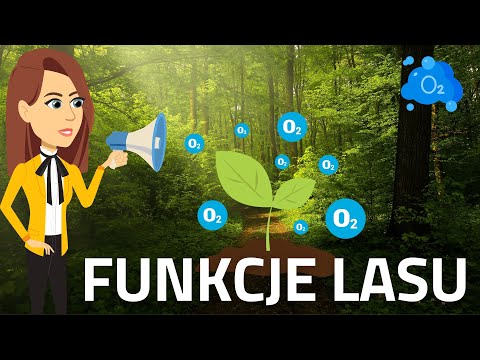 EduKredka - Funkcje lasu - odc. 1 z 4