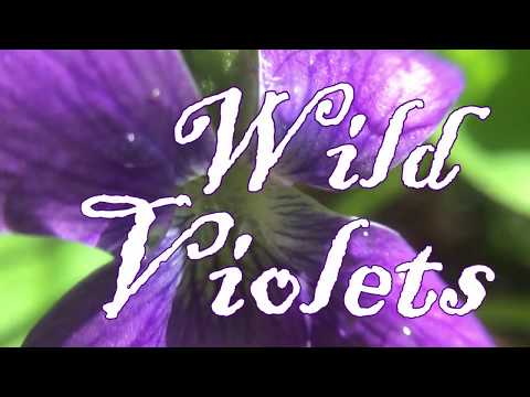 download lagu mp3 mp4 Wild Violets Edible, download lagu Wild Violets Edible gratis, unduh video klip Wild Violets Edible