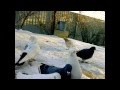 БУТЫРКА голуби 